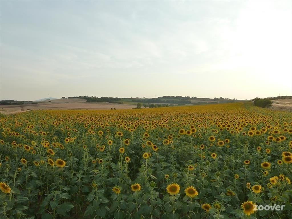 Agriturismo Il Canto Della Gallina Hotell Villastrada  Exteriör bild